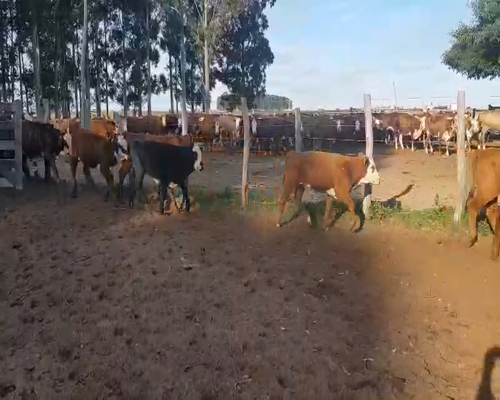 Lote 120 Terneros en Esquina, Corrientes