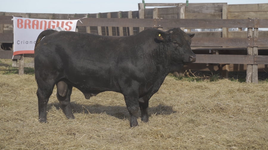 Lote TORO BRANGUS