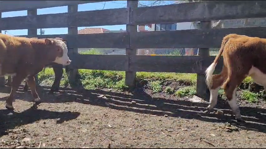 Lote 30 Terneros a remate en 9° Entre Martillos, Canelones