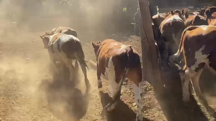 Lote 50 Novillo Engorda en XIV Región Los Ríos, Paillaco