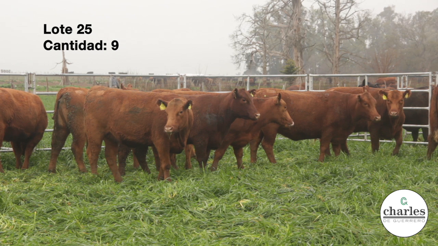 Lote Vaquillonas Coloradas M.A.S Paricion Otoño