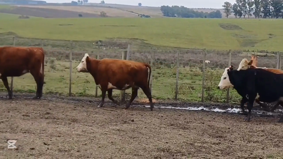 Lote VACAS PREÑADAS