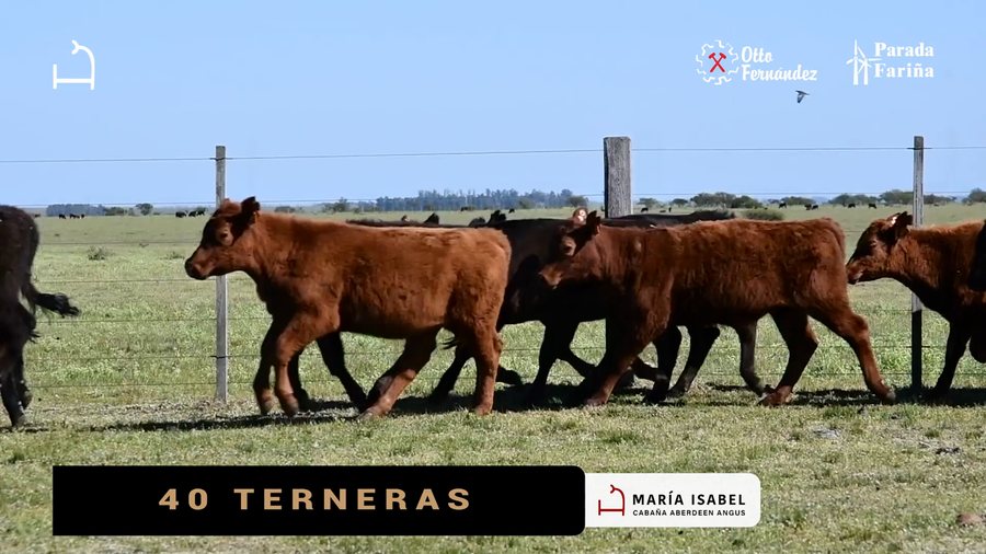 Lote 40 Terneras a remate en VI REMATE MARIA ISABEL, Artigas