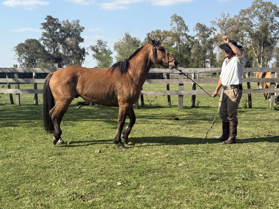Lote Macho colorado manso