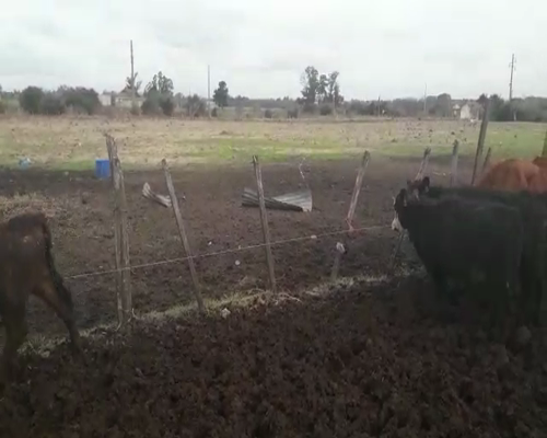 Lote 16 Terneras en Canelones