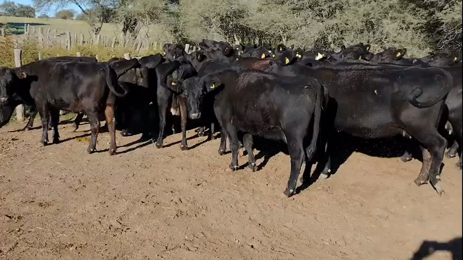Lote 33 Vacas