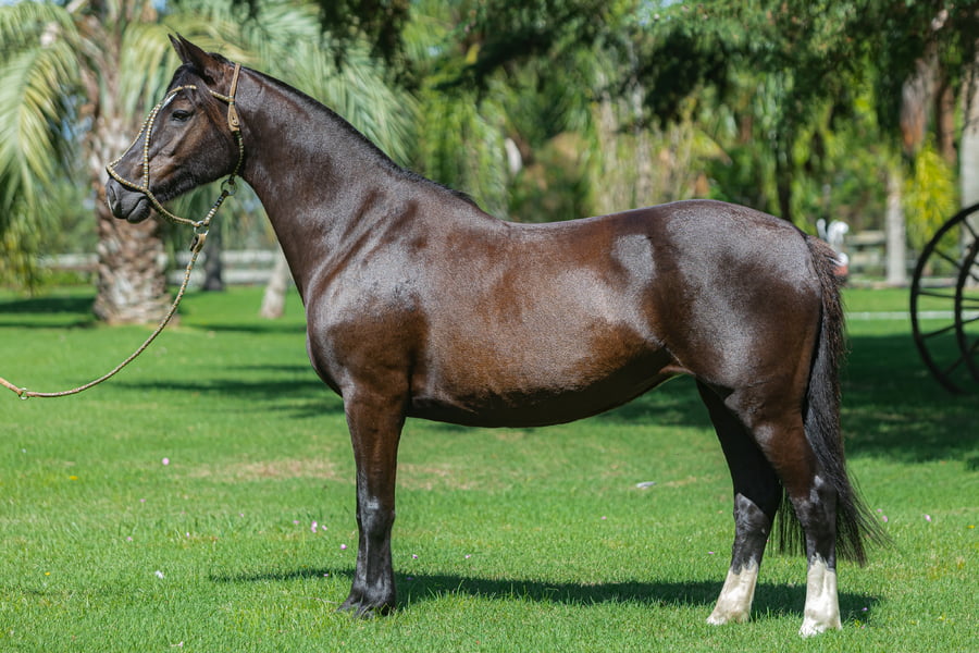 Lote Consejero Quelinda