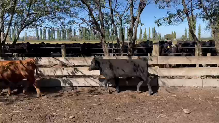 Lote 43 Ternero en Los Ángeles, VIII Región Biobío