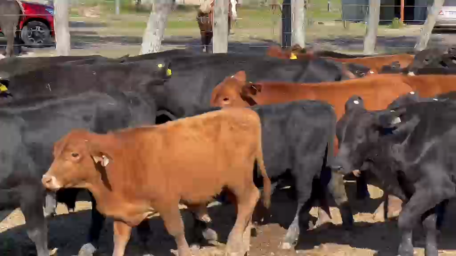 Lote 80 Terneros/as