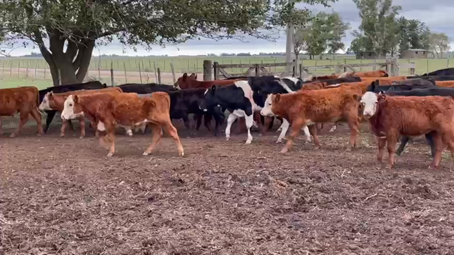 Lote 73 Terneros en Gral. Paz, Buenos Aires