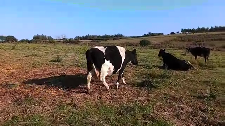 Lote Vacas de Invernada HOLANDO a remate en Pantalla Camy Mayo - Desde La Cuenca 580kg - , San José