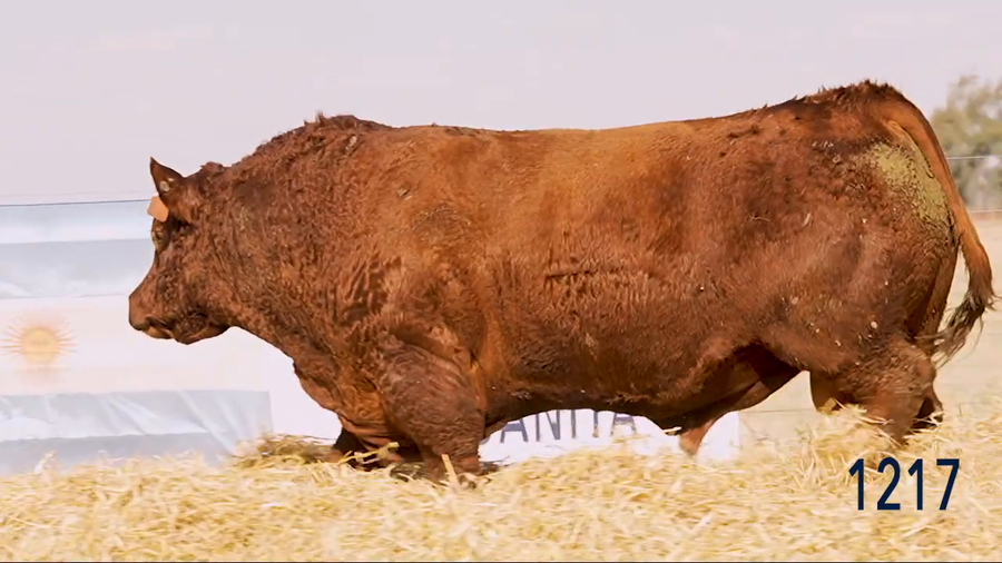Lote Toro