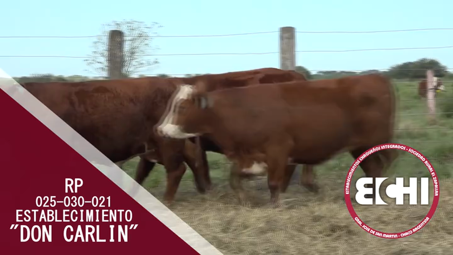 Lote VAQUILLAS PREÑADAS BRAFORD CABAÑA DON CARLIN