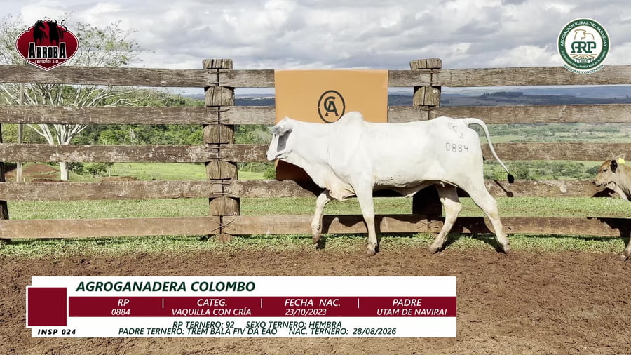 Lote VAQUILLA CON CRÍA