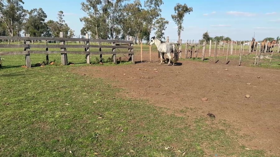 Lote Padrillo