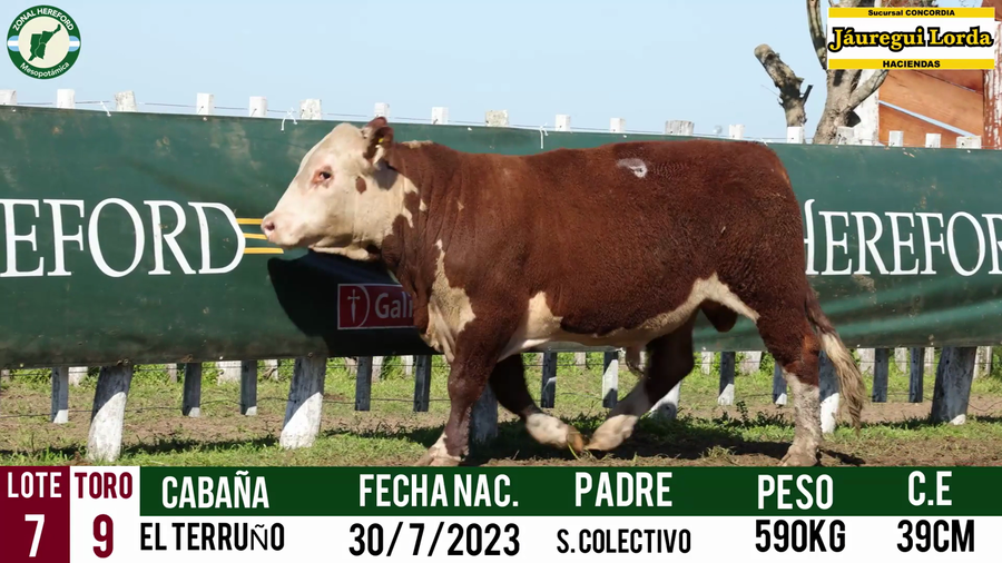 Lote Toro