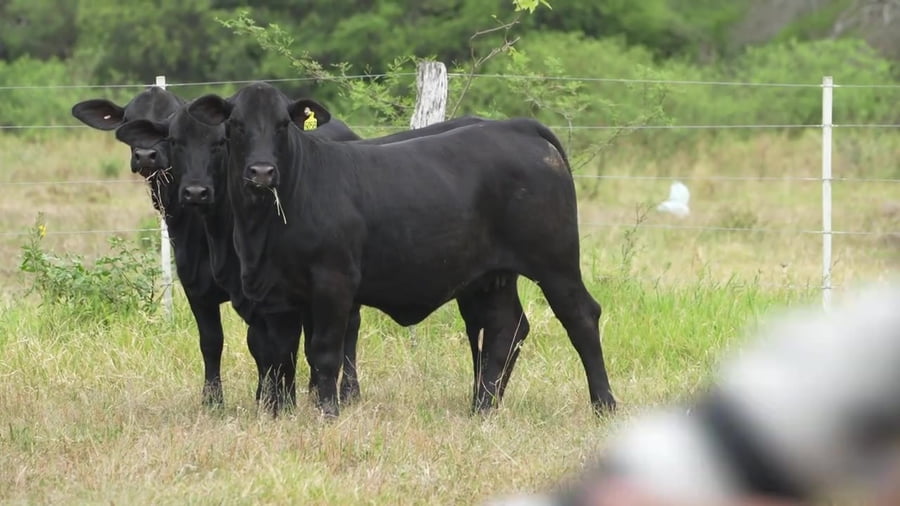 Lote Ternera