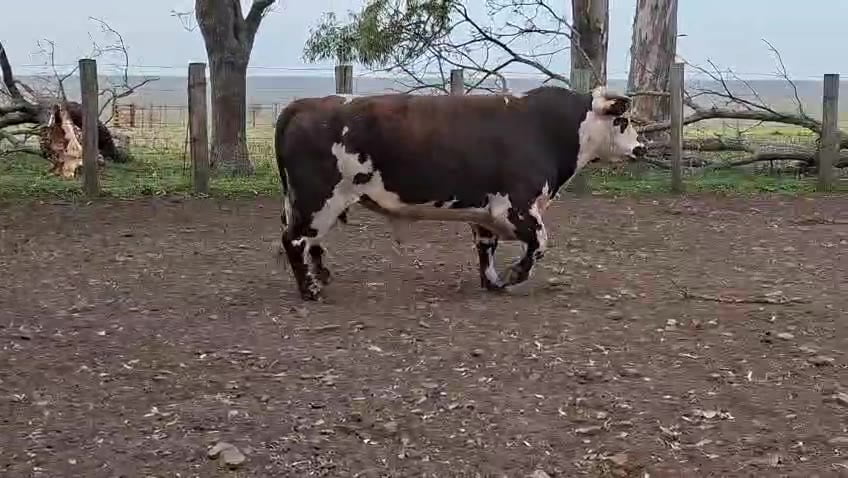 Lote TOROS