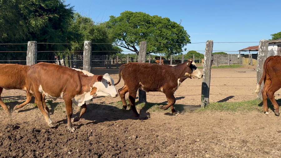 Lote 120 Terneros/as