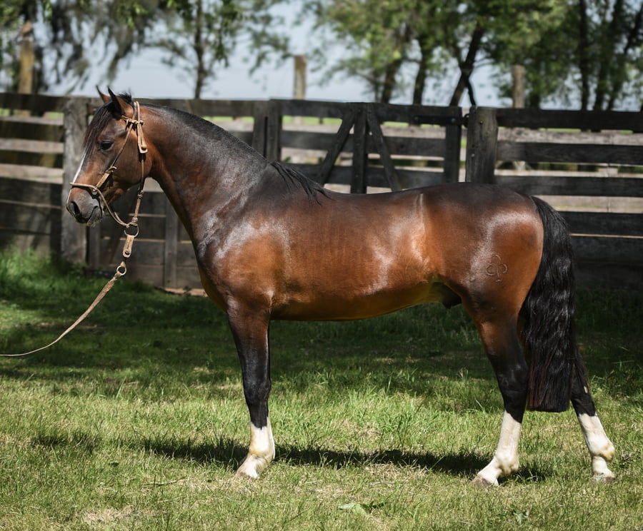 Lote LA RAQUEL CUATRERO