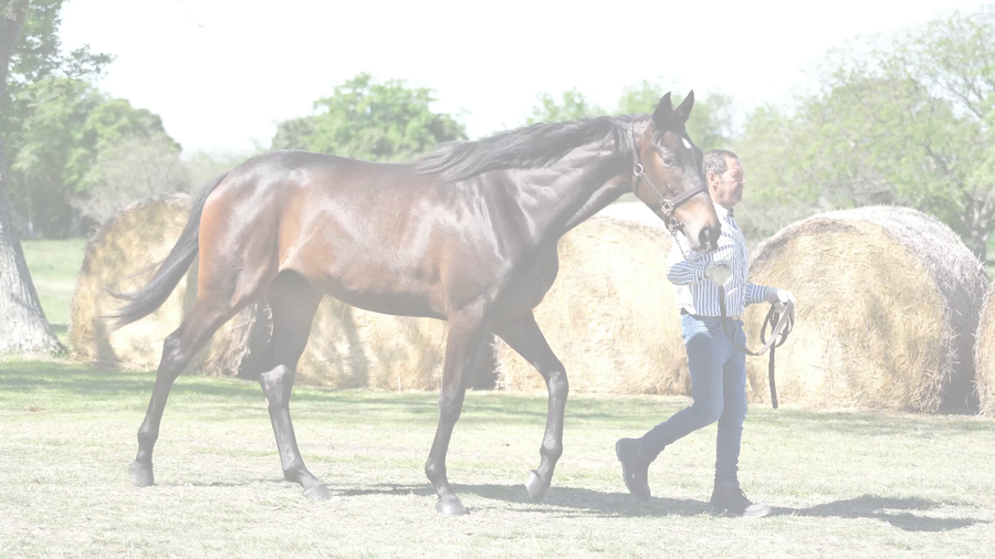 Lote KI COLOSA (KIRAN - TIMBRERIA)