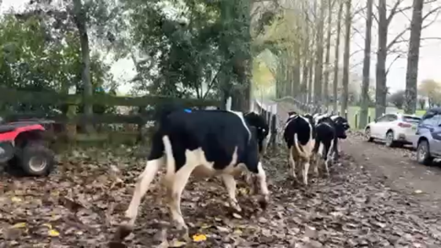 Lote 44 Novillo Gordo en Río Bueno, XIV Región Los Ríos