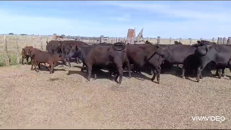 Lote 46 Vacas medio uso C/ cria
