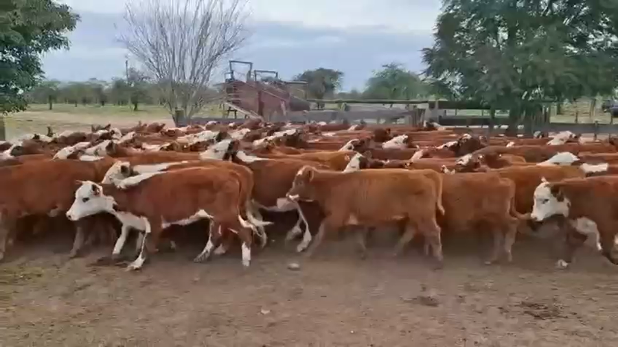 Lote 120 Terneros/as