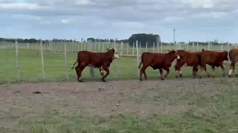 Lote Terneras