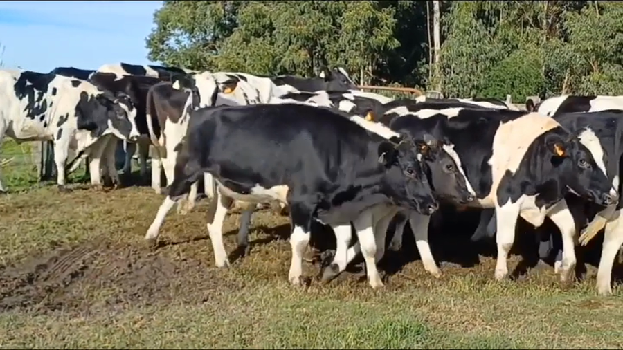 Lote 25 Novillos Holando HOLANDO a remate en #44 Pantalla Carmelo 420kg - , San José