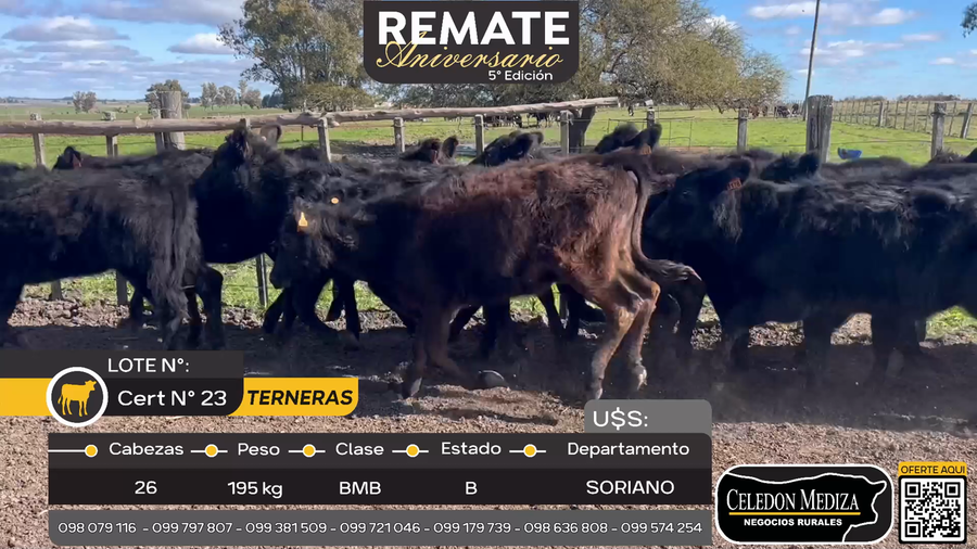 Lote 26 Terneras en Cuchilla del Perdido, Soriano