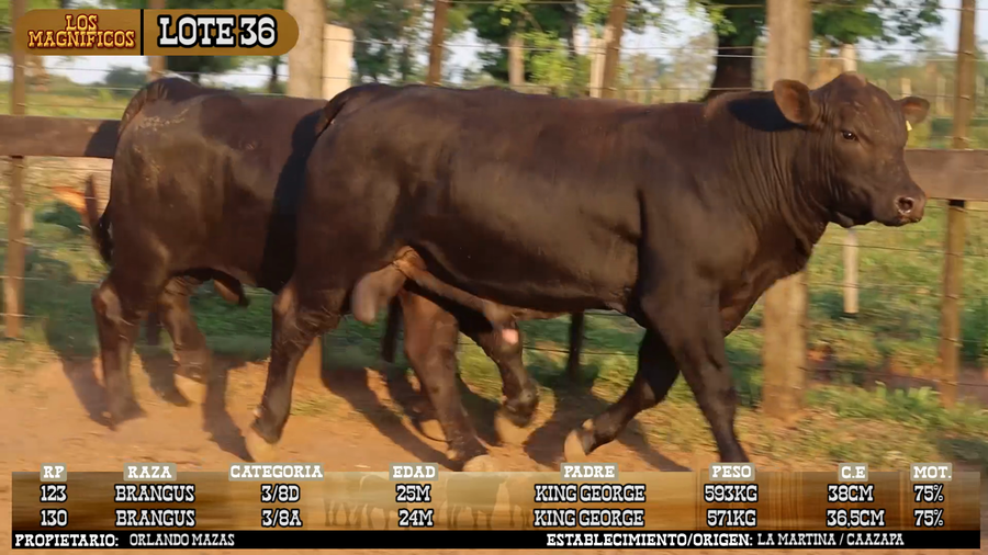 Lote LOTE 36 - VIVO