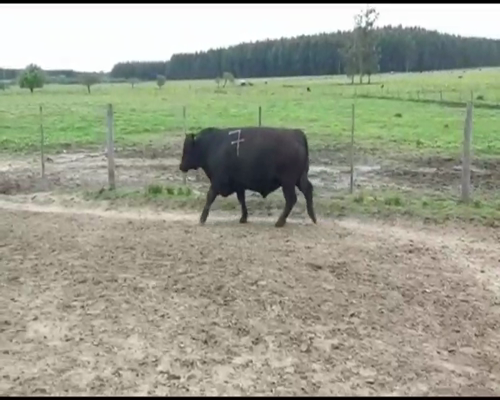 Lote 1 Toros en Pedernal, Entre Ríos