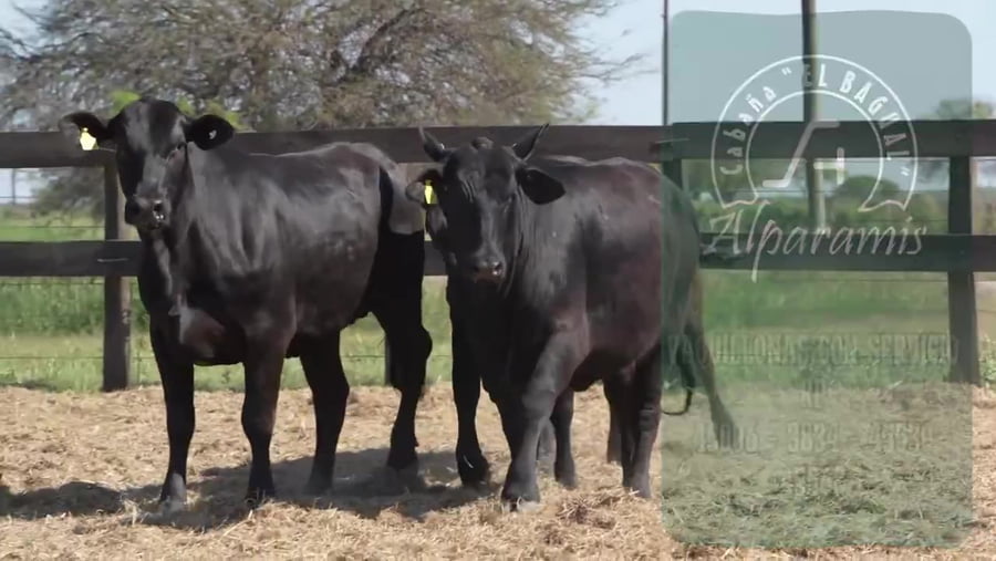 Lote Vaquillona con servicio