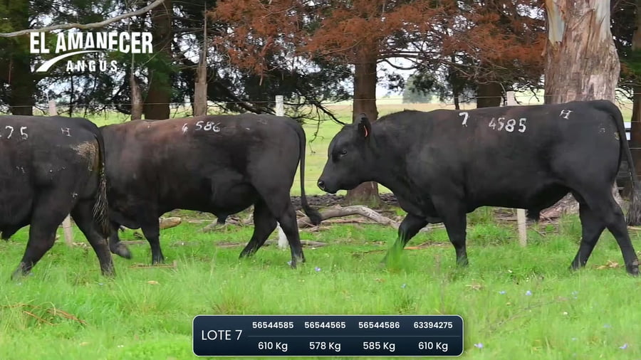 Lote Toros SA