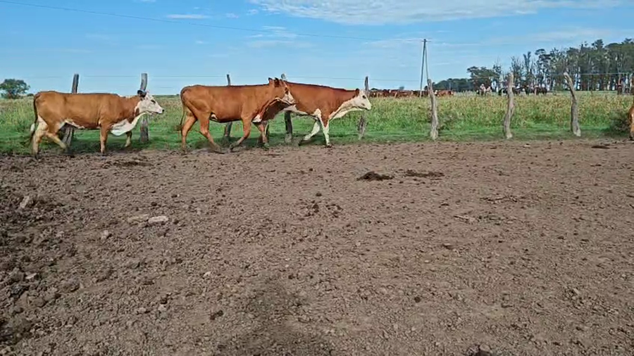 Lote 43 Vaquillonas C/ gtia de preñez