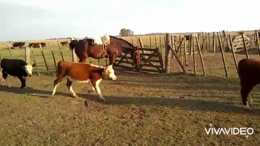 Lote 35 Terneros/as en Brandsen, Buenos Aires