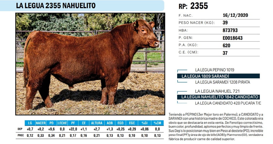 Lote TOROS ANGUS PP