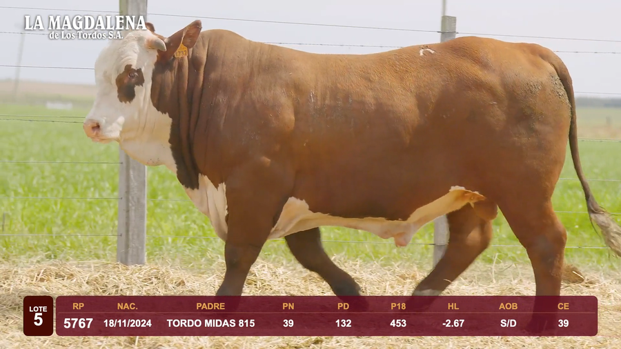 Lote Lote 5 - Braford