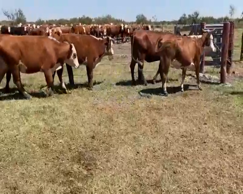 Lote 60 Vaquillonas en Esquina, Corrientes