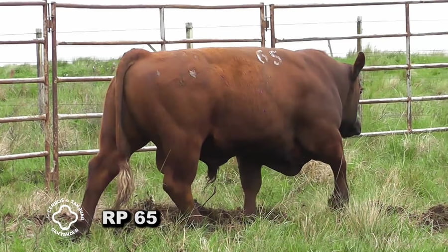 Lote Toro 2 años | S.A.