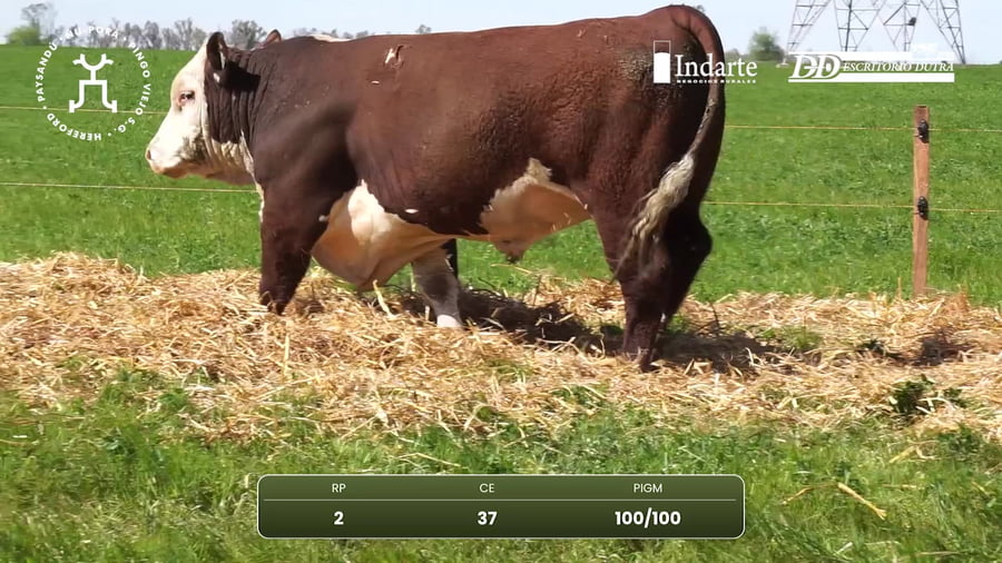 Lote Pingo Viejo
