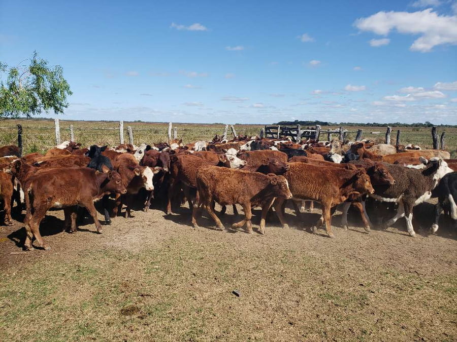 Lote 80 Vacas de invernar en Empedrado, Corrientes
