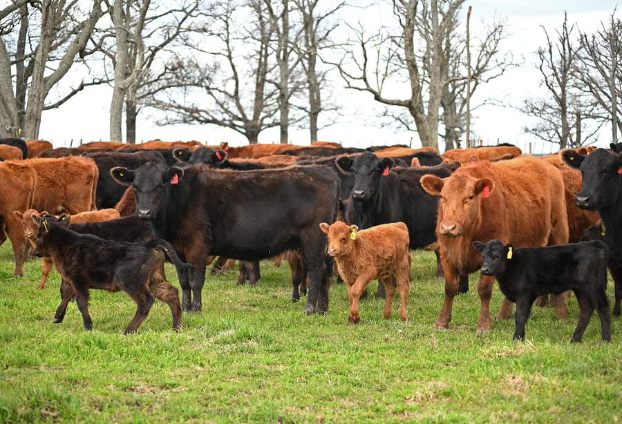 Lote Vientres Paridos MaS - Generales Negras