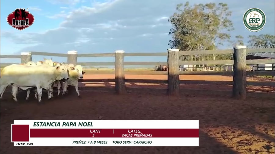 Lote VACAS PREÑADAS