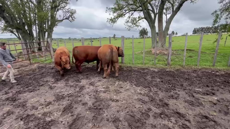 Lote Lote 1 - Doña Mila