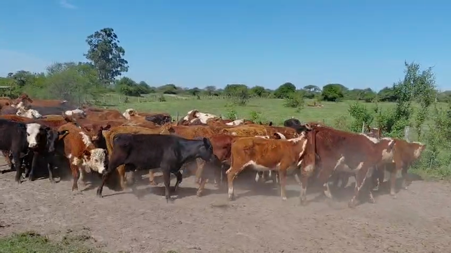 Lote 60 Terneros en Corrientes, Mercedes
