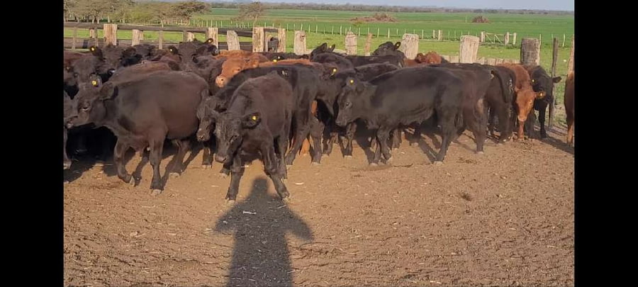 Lote 124 Terneros en Villaguay, Entre Ríos