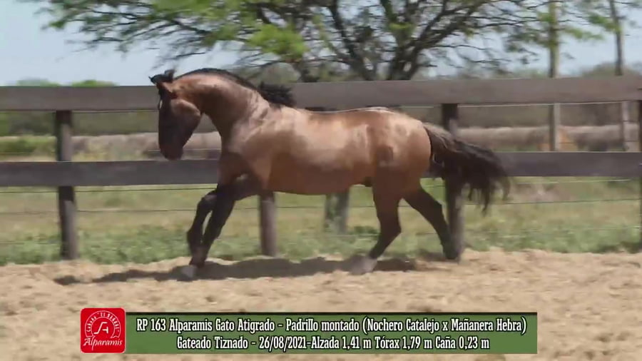 Lote Padrillo montado