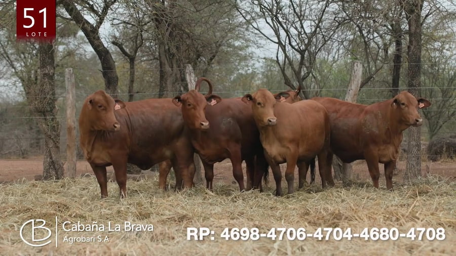 Lote Vaquillona preñada